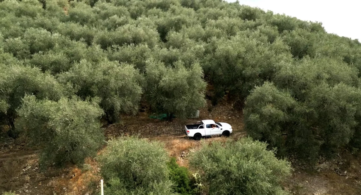 Video laden: Video von den Olivenhainen der Produzenten